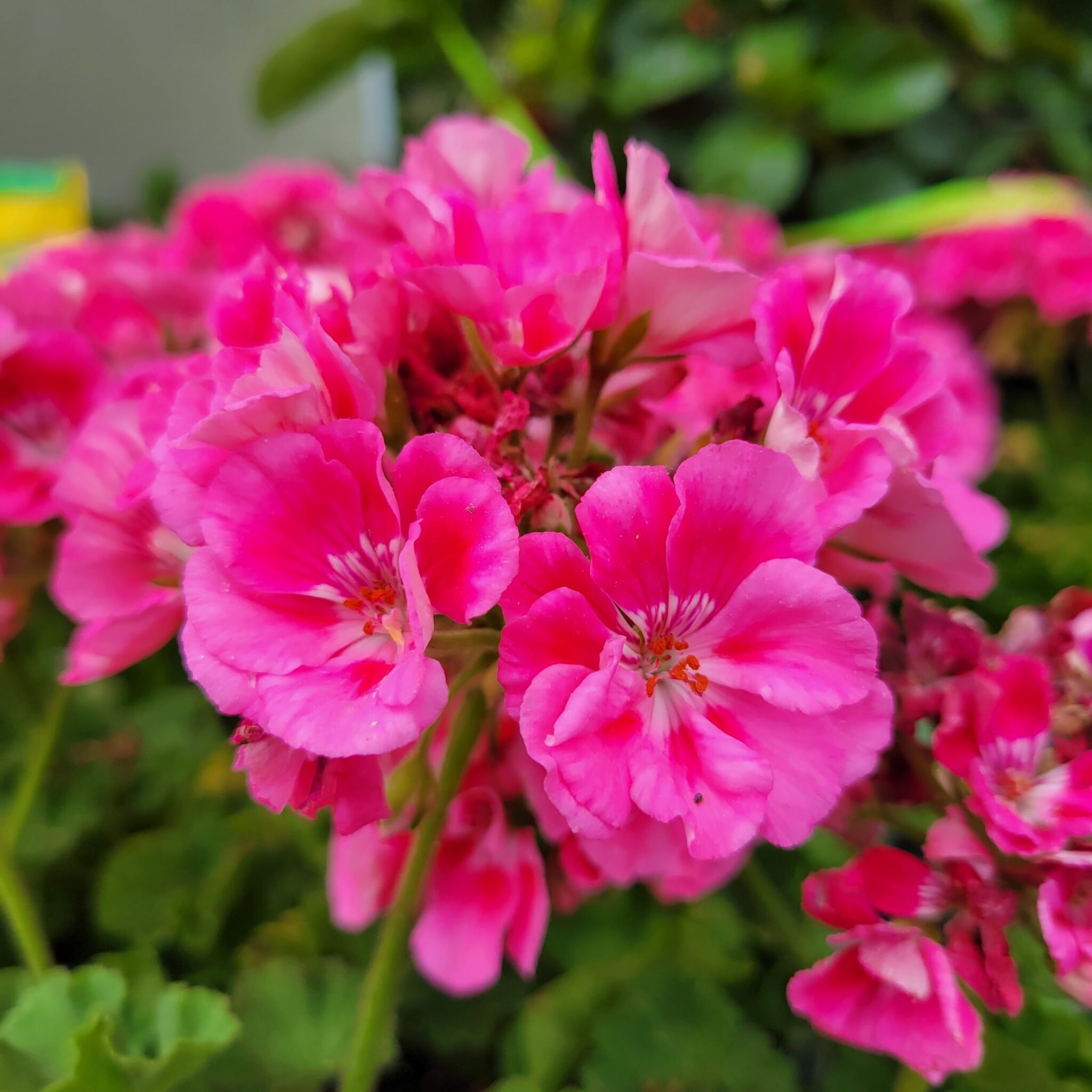 Geranium Geranium
