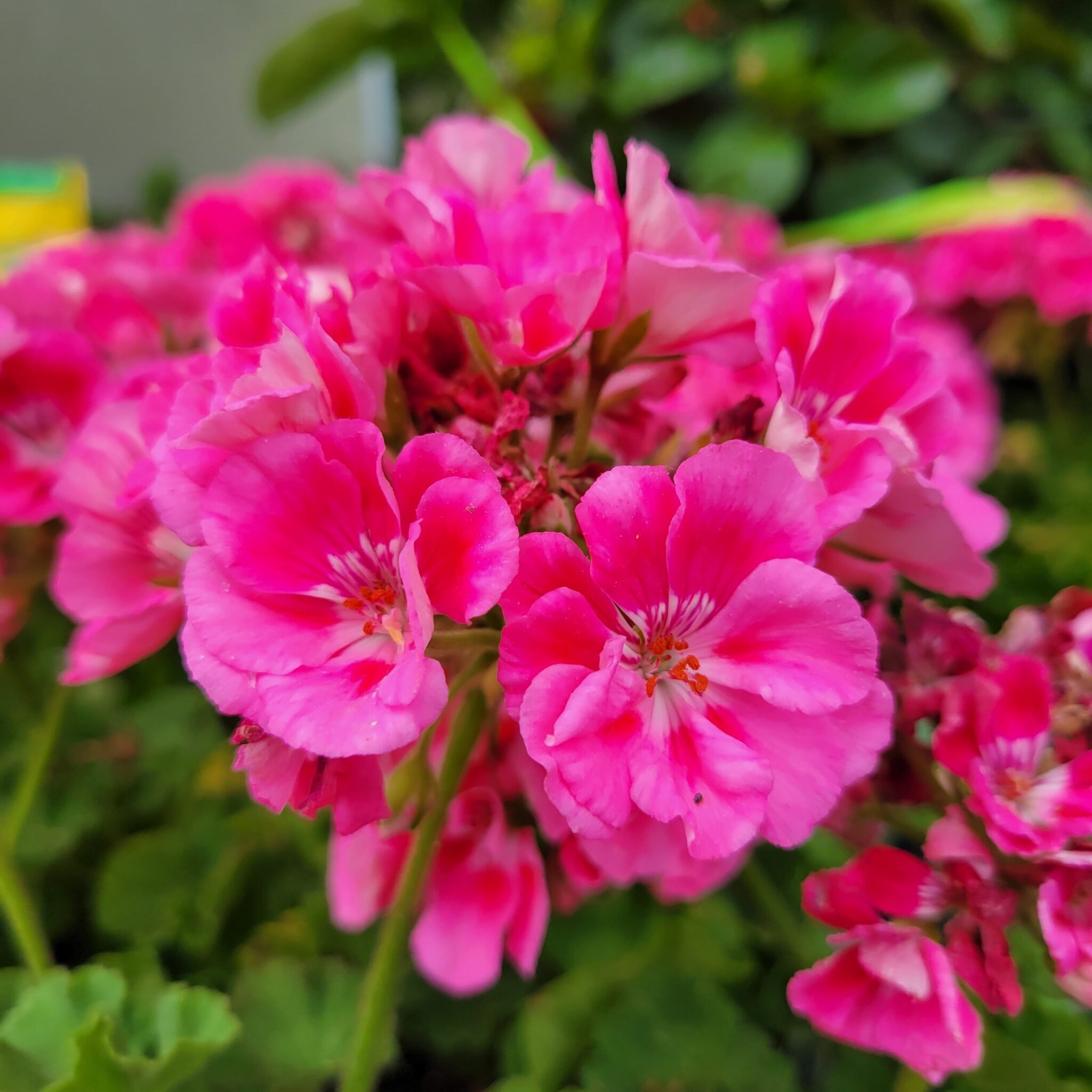 Geranium