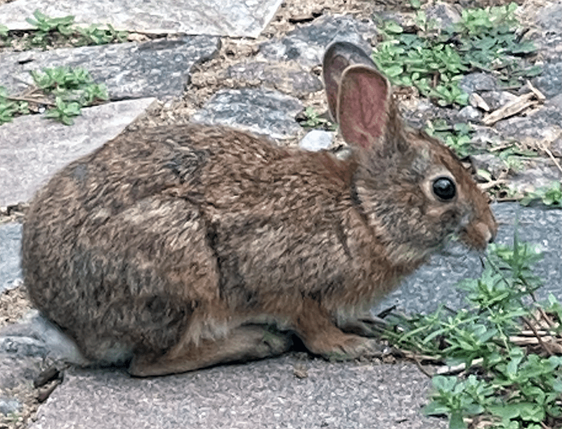 bunny eating weeds patio