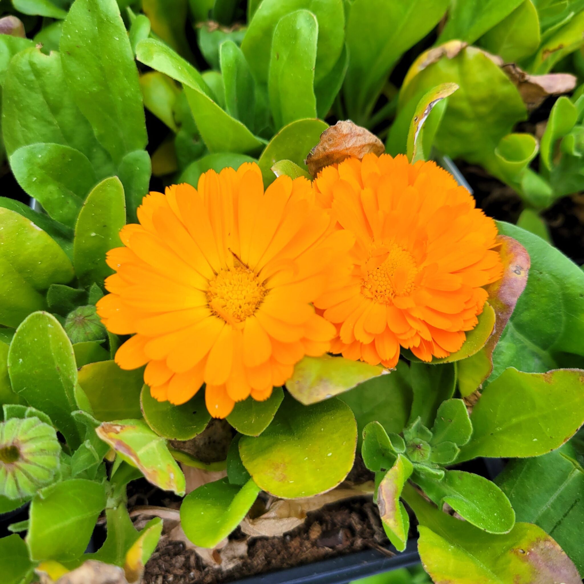 calendula