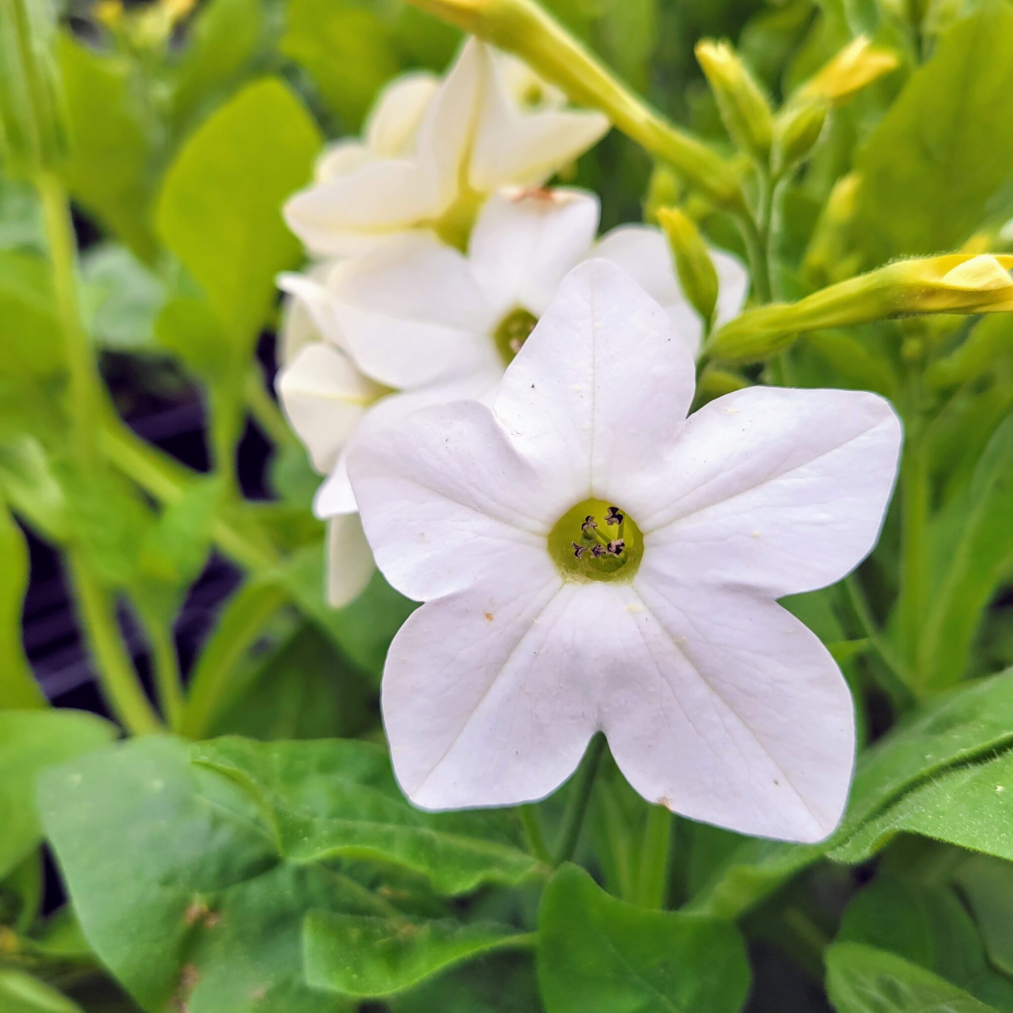 Nicotiana