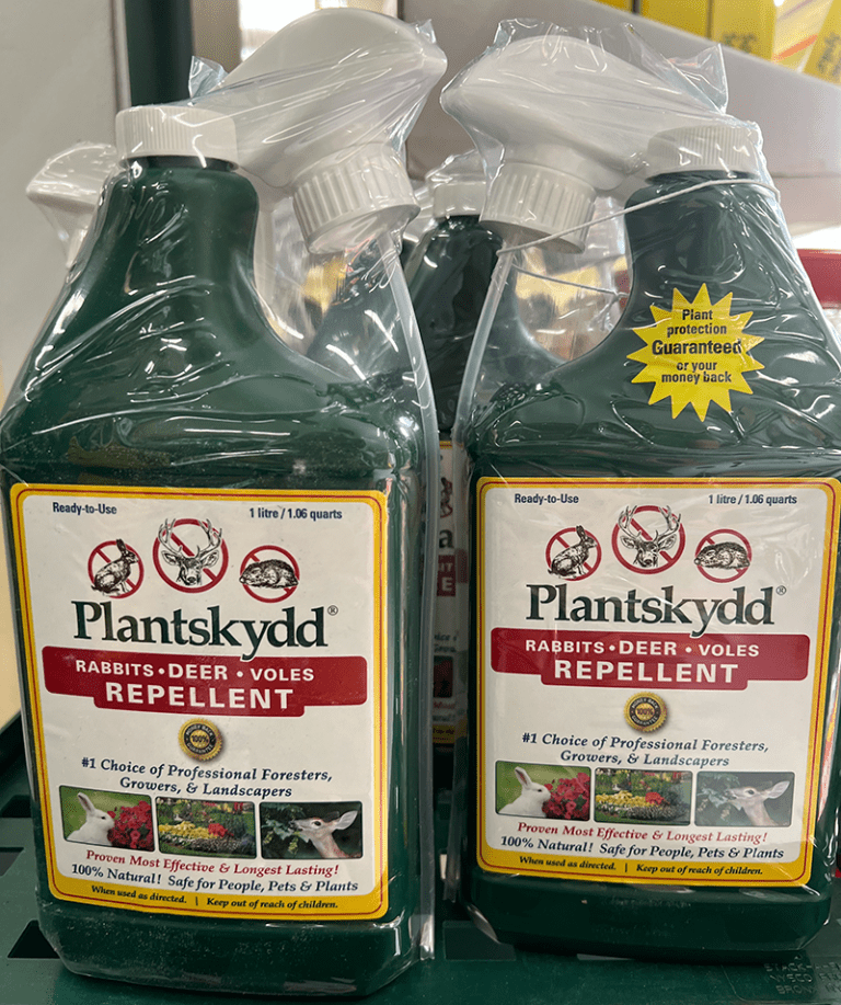 An Abundance of Bunnies Hyannis Country Garden