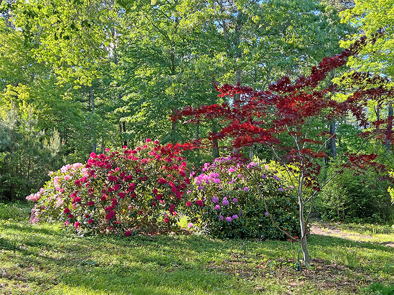 Rhododendrons and red-leaf maple trees do well in places where there is filtered light through the canopy of trees. These Rhododendrons are all varieties that grow tall. Use taller plants for screening, and shorter varieties for close to the house.