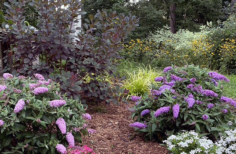 This purple-leaf smokebush makes a great background for the Pugster butterfly bush. Pugster is a low-growing variety, perfect for foundation plantings, including in perennial gardens, or in front of taller plants.