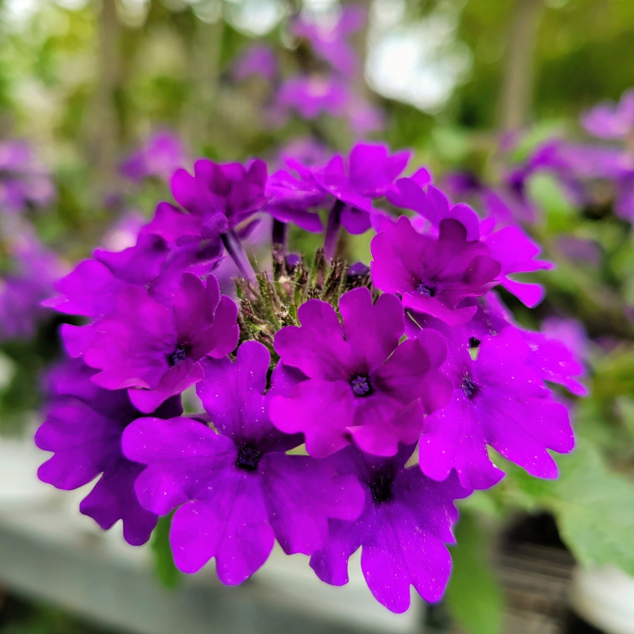 Verbena