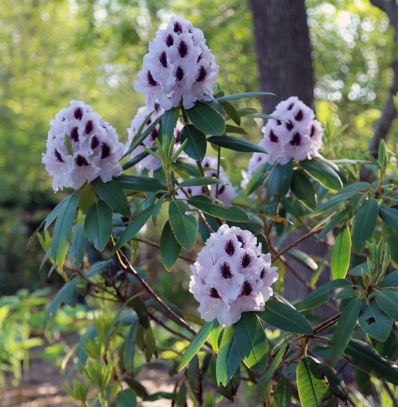 Rhododendrons form their flower buds in the summer for blooming the following year. So pruning them in the fall removes those buds and the plants won't flower the next spring/summer. This Calsap Rhododendron flowers in late-May.
