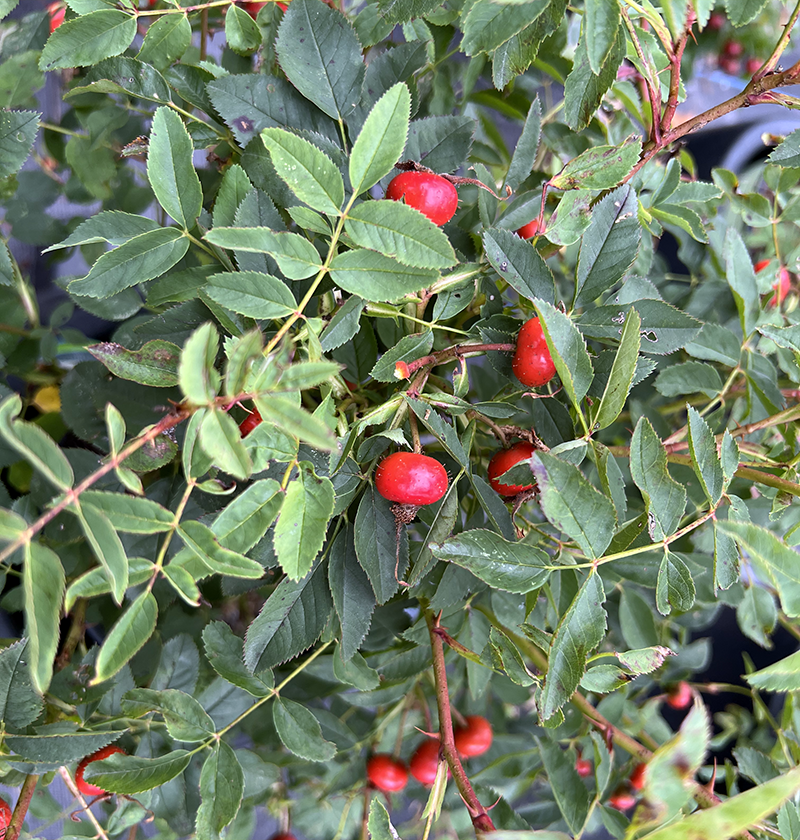 If you're looking for more native plants for your yard, consider the Virginia rose. The rose hips are especially colorful in the fall.