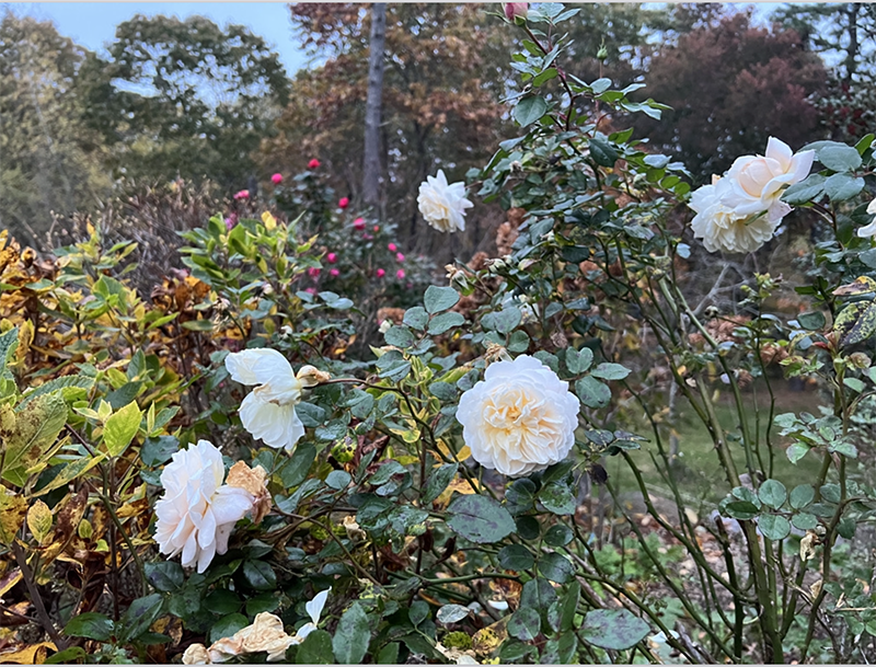 In the November Happy Hour we talked about rose care. These virtual presentations usually run about 35 minutes long, and then I answer questions afterwards until 6 o'clock. We normally have one Horticultural Happy Hour per month, so look on our Events page for registration.
