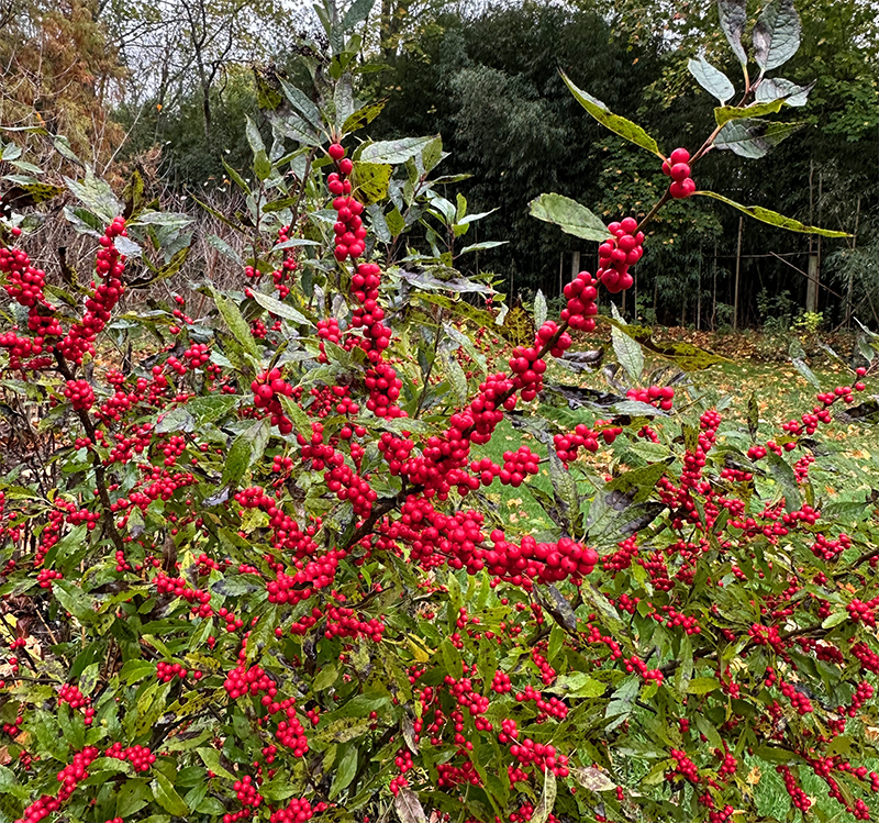 As the leaves drop from the winterberry holly shrubs, the berries are displayed in their full glory. Later in the winter the birds will savor these.