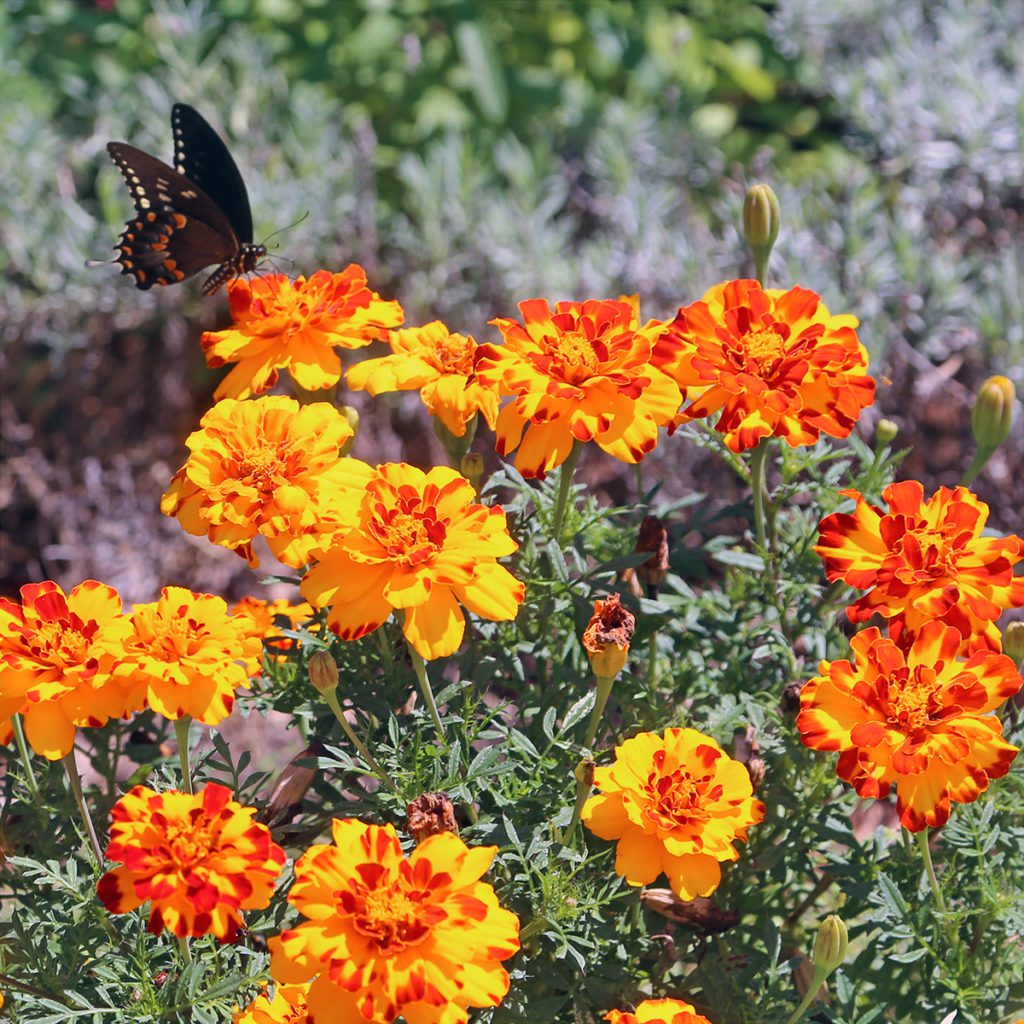 Events Hyannis Country Garden