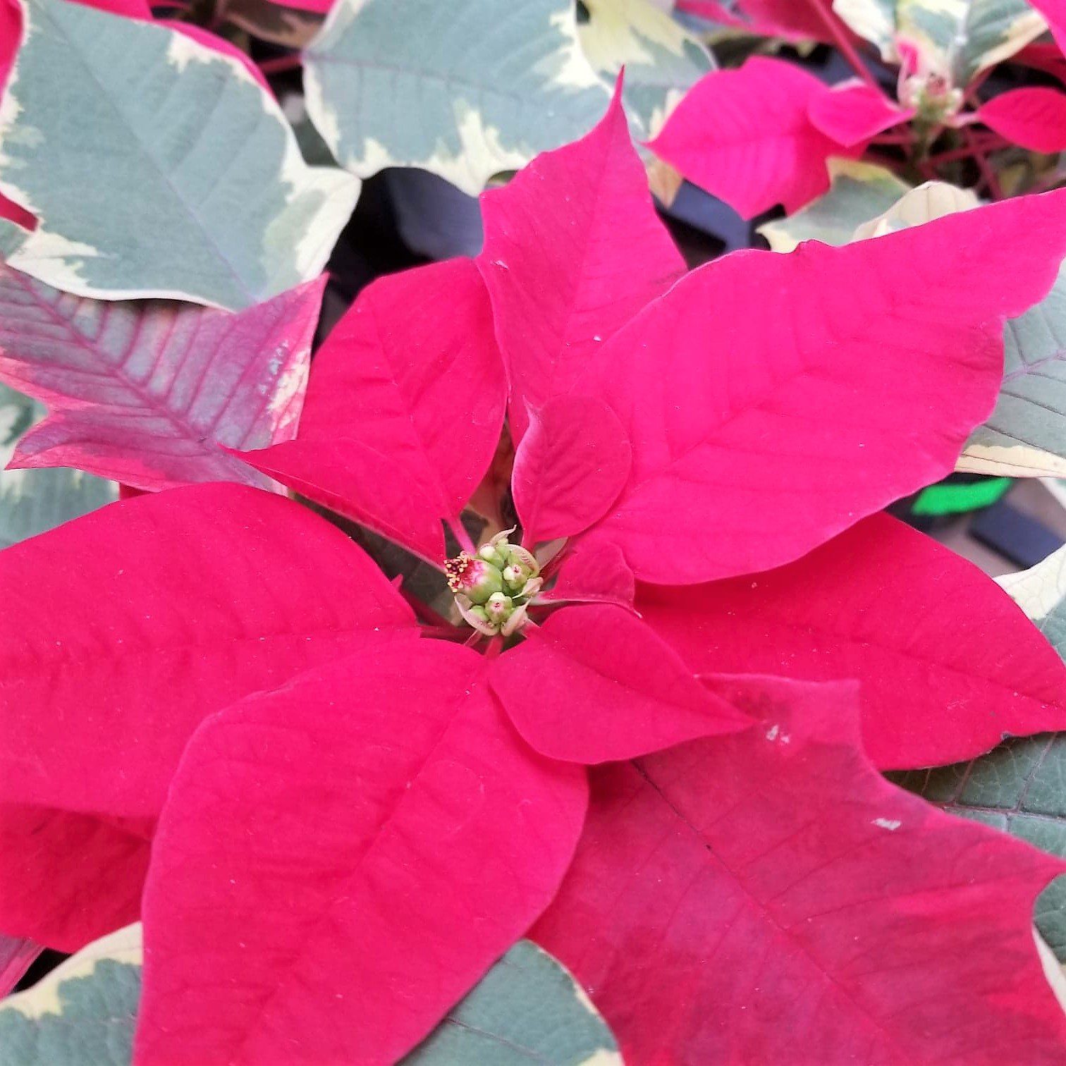 poinsettia close up tapestry