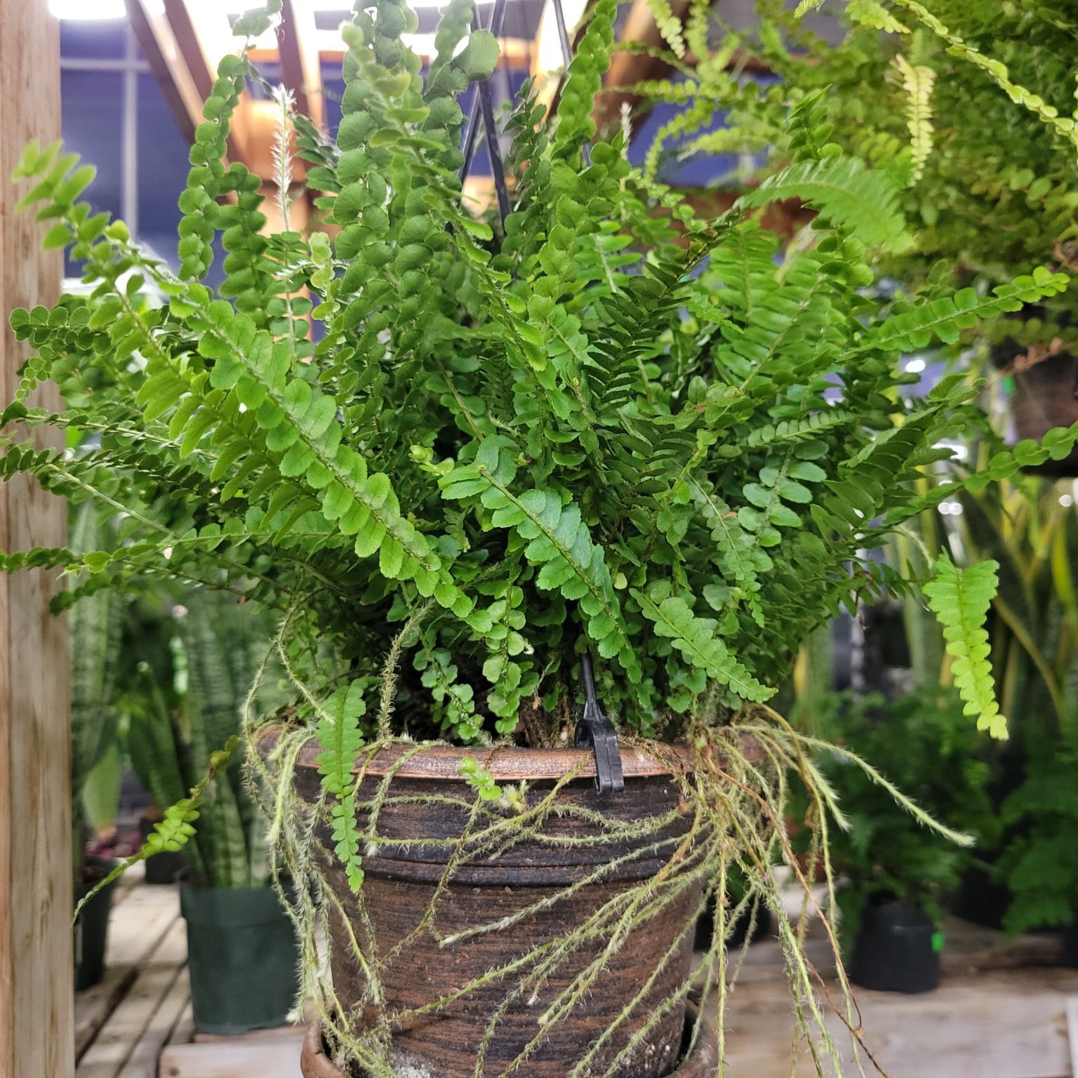 Home Hyannis Country Garden