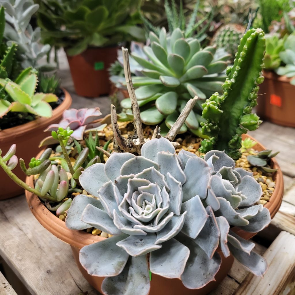 Home Hyannis Country Garden