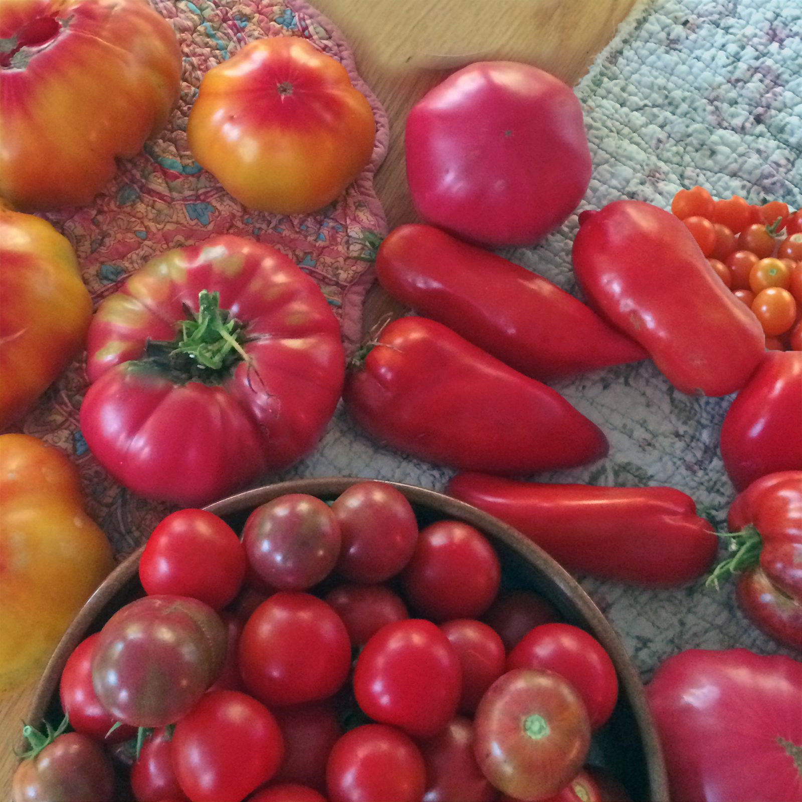 growing terriffic tomatoes
