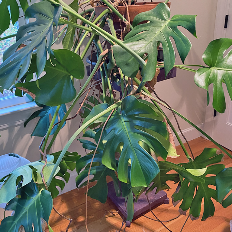 My Houseplant Is Too Big! - Hyannis Country Garden