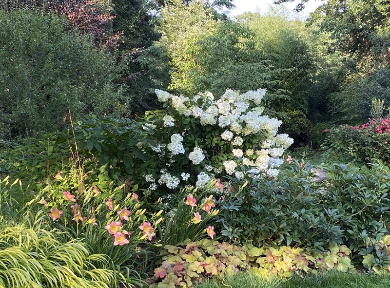 cityline_short_hydrangeas