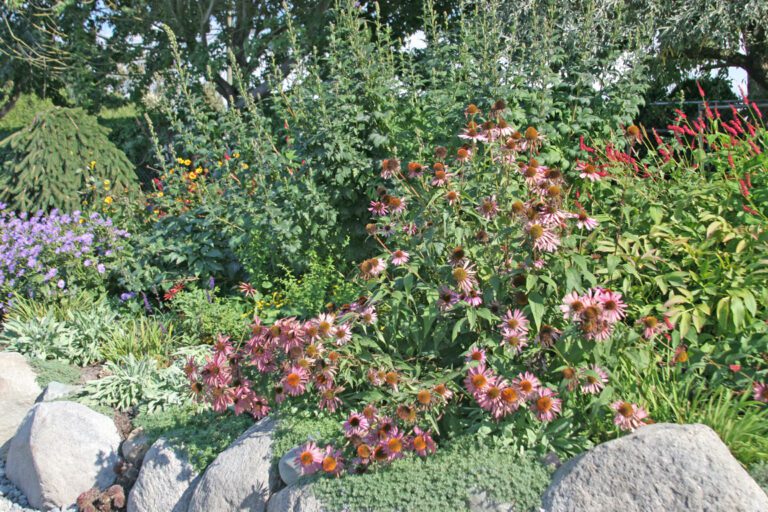 Planting and Caring For Echinacea (coneflower) Hyannis Country Garden