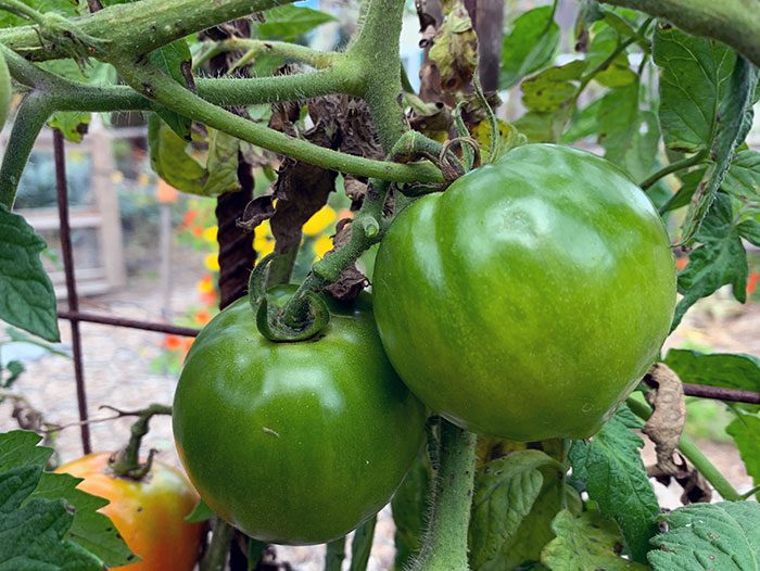 If your tomatoes are slow to ripen, read this post about why this is happening. Learn about sun, heat and tomato variety.