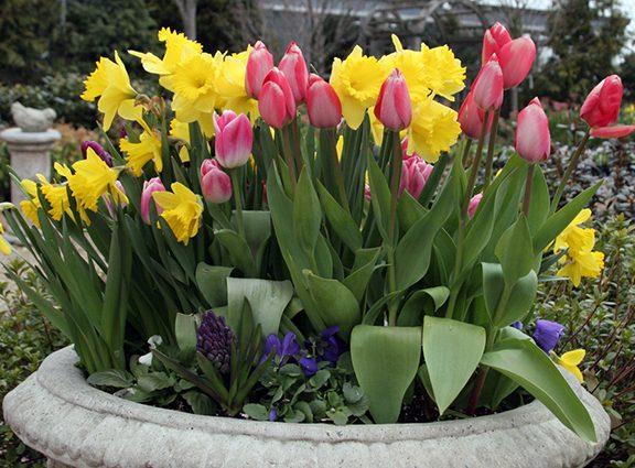 Individu Spring Instant Spring Color - Hyannis Country Garden