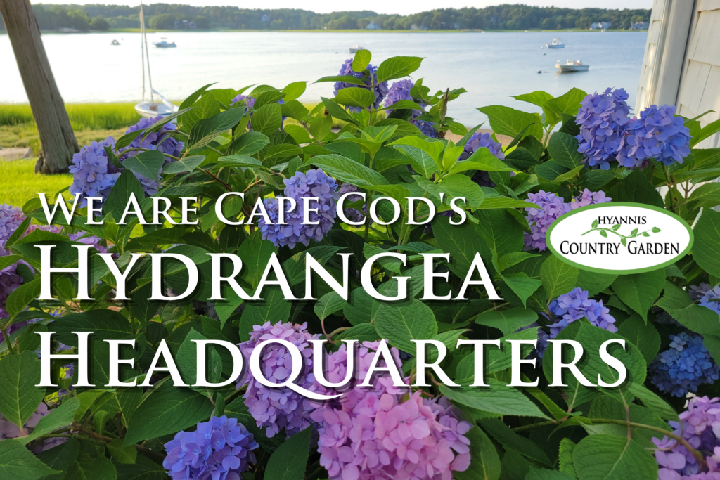 Hydrangea headquarters sign 36 x 24 water HIGH RES