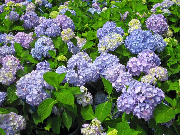 blue_hydrangeas