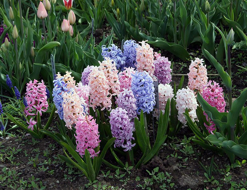 Can I Plant Forced Bulbs In The Yard? Hyannis Country Garden