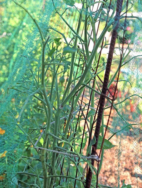 Something is Eating My Tomato Plants! Hyannis Country Garden