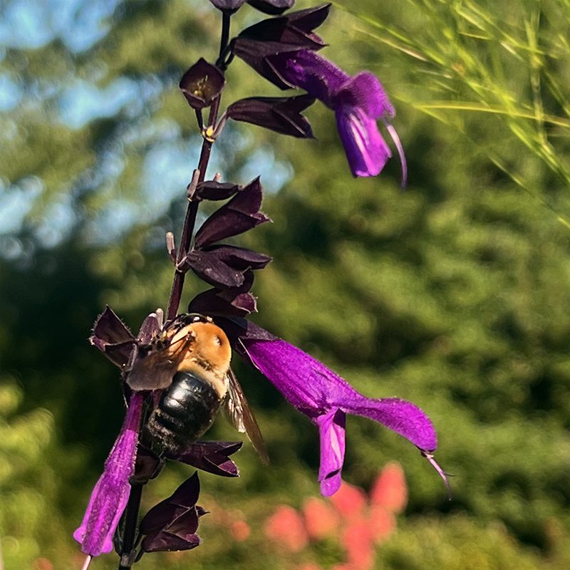 Annuals For Bees, Butterflies & Bouquets Hyannis Country Garden