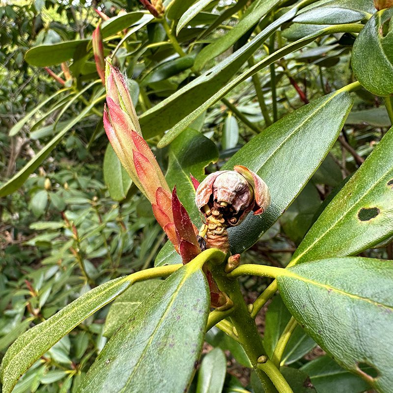 This rhododendron should be flowering right now. A close look shows that the flower buds are actually dead. 