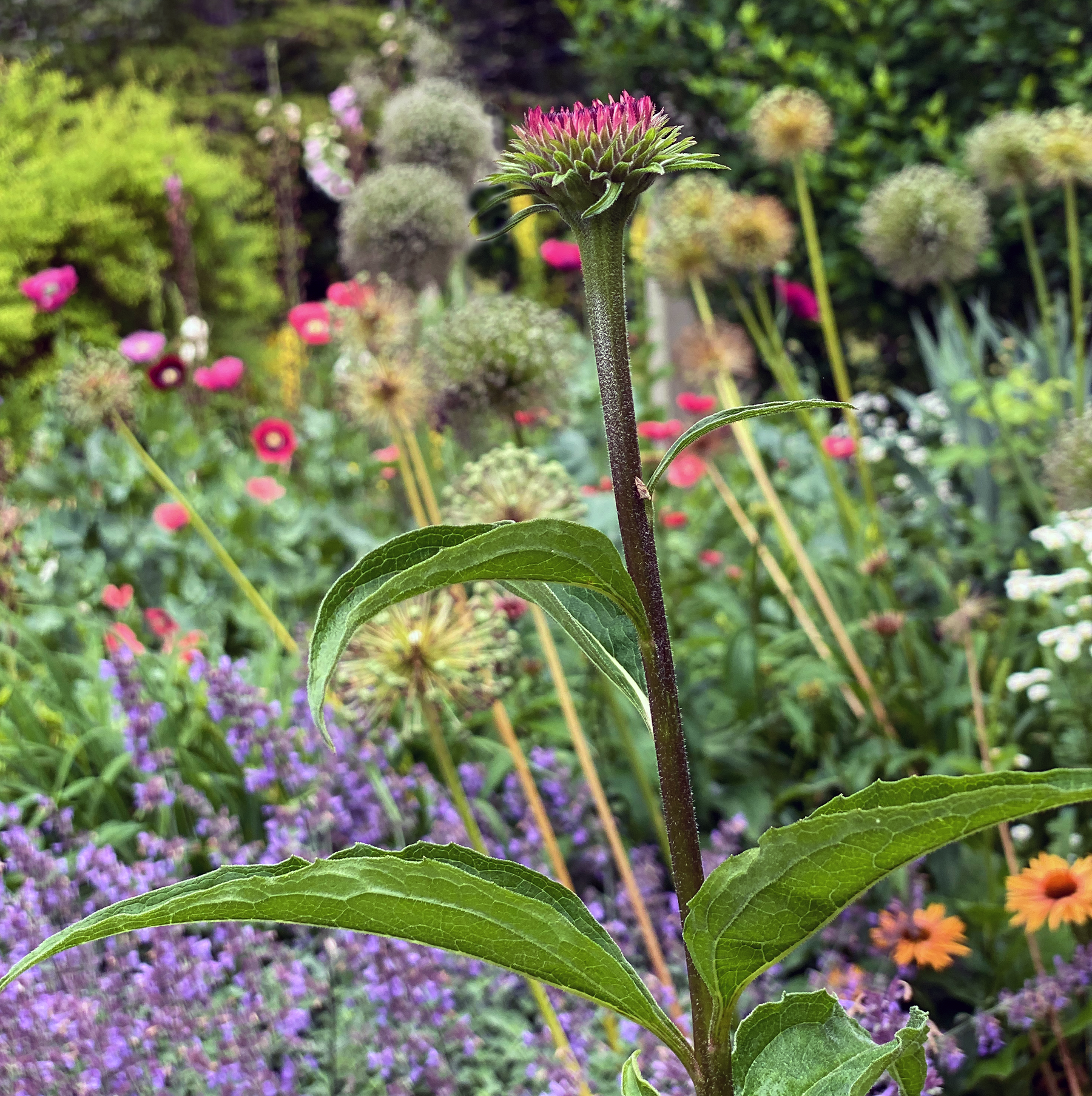 improving your perennial garden