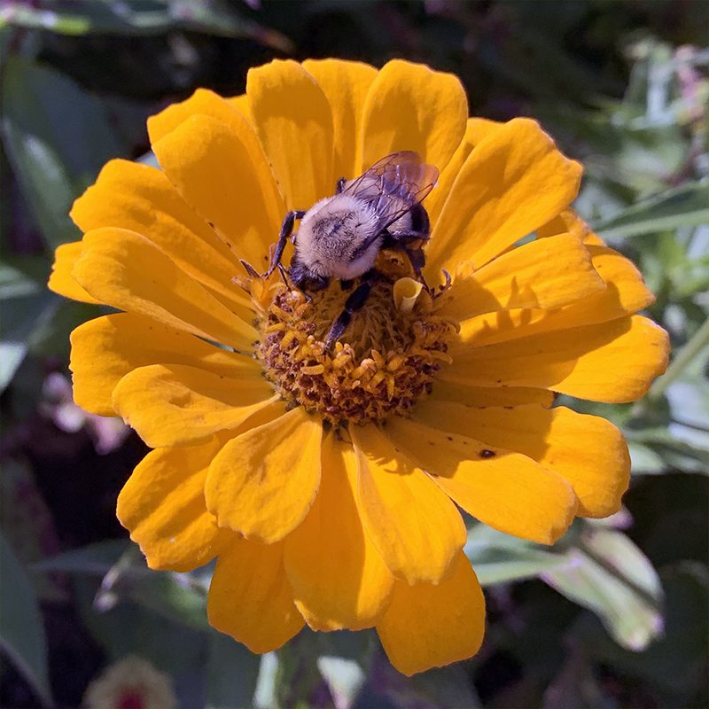 Annuals For Bees, Butterflies & Bouquets Hyannis Country Garden