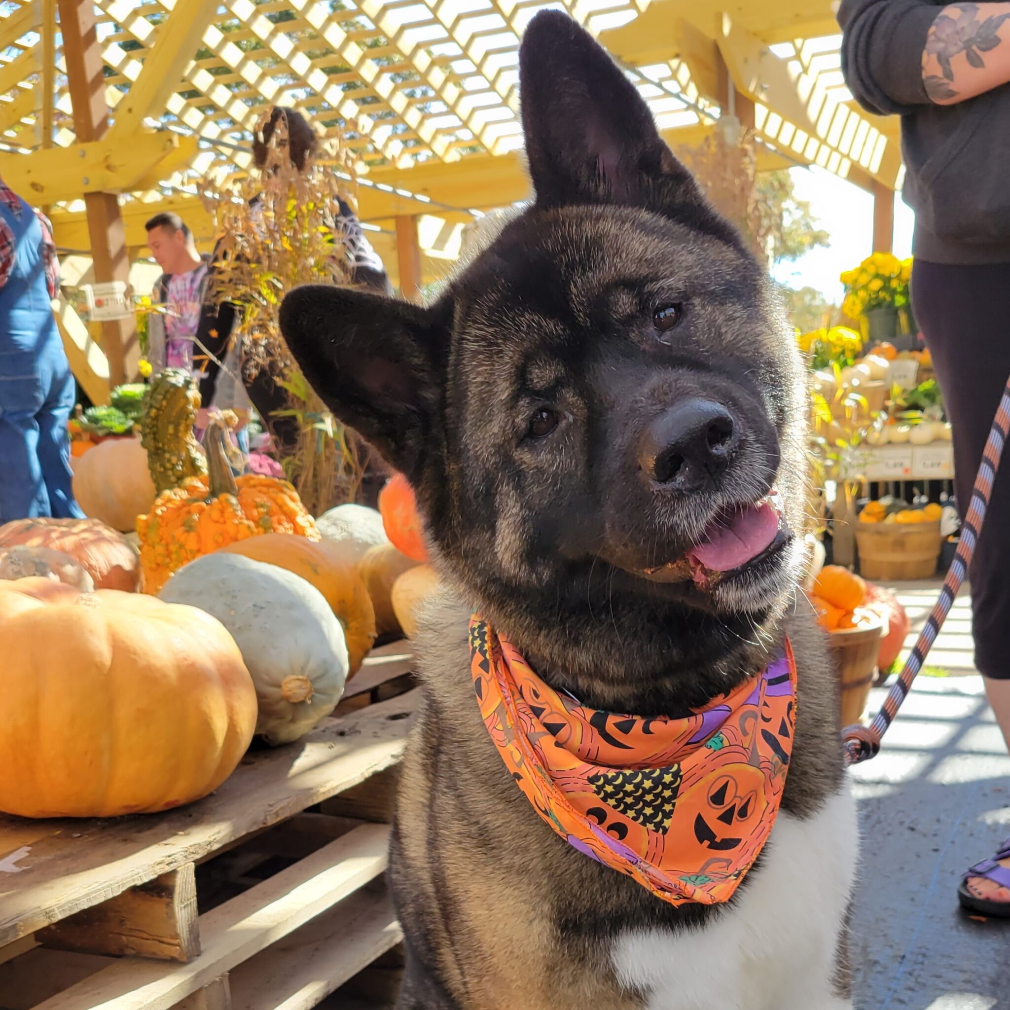 Akita came late howl o ween square