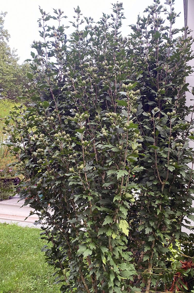lotus seed plant 5+ Rare Seeds| Jade in Jingling Lotus Seeds main image 0