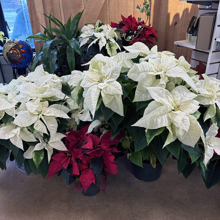 Pleasing Poinsettias Hyannis Country Garden