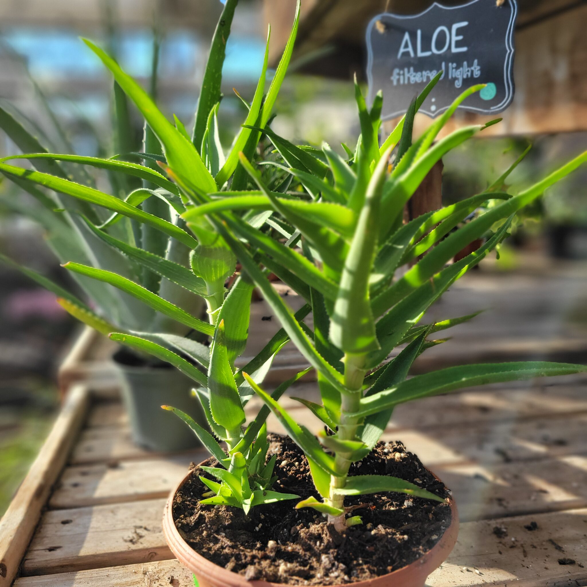 Aloe greenhouse