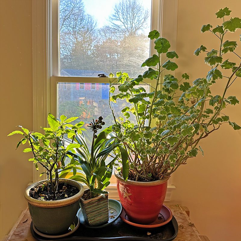 Our Plants Indoors Happy Hour