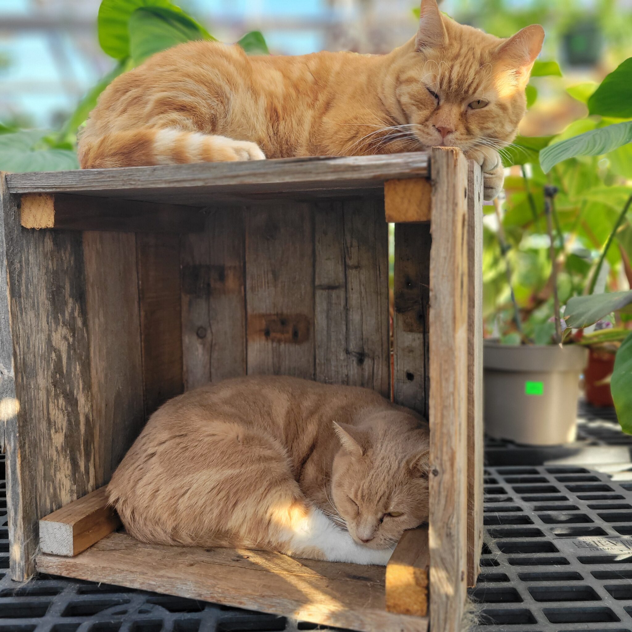 cats greenhouse