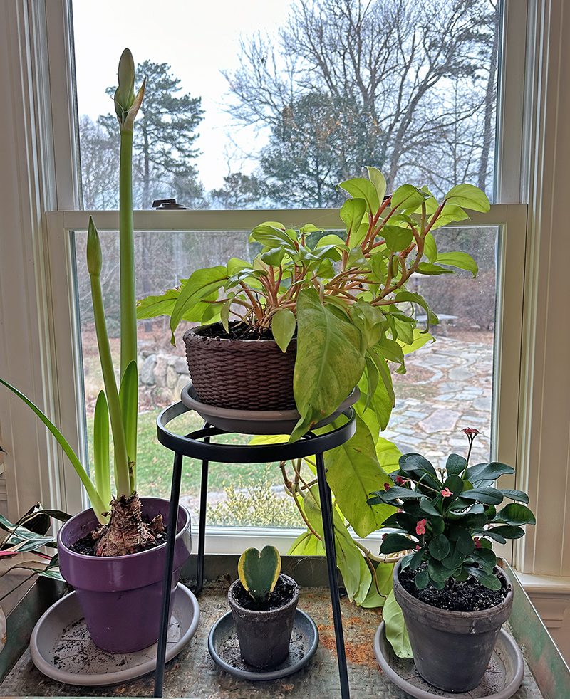 succulents in teacups Teacup Succulent Arrangement [M2]