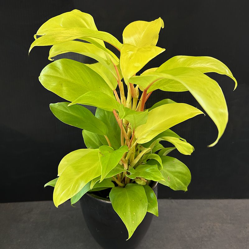 lucky plant erfahrung Lucky Plant Bundle