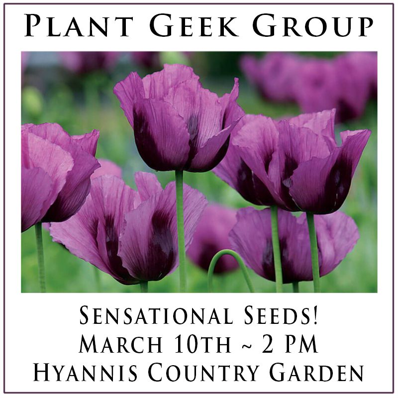 Plant-Geeks-Sensational-Seeds