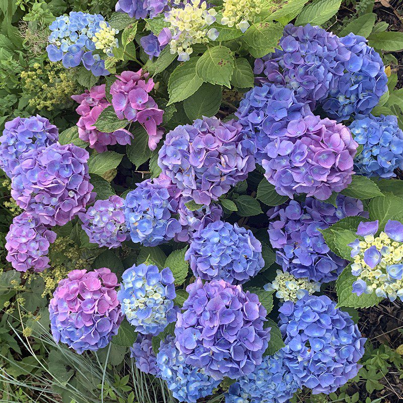 thumbnail_hydrangea joy happy hour