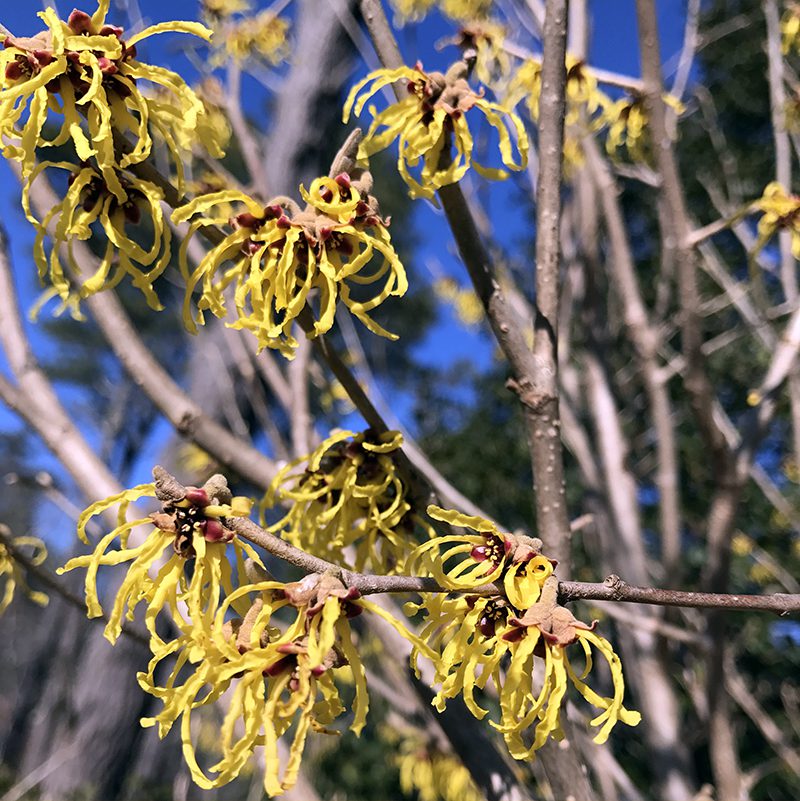 Hamamelis x intermedia 'Arnold Promise' is a lovely variety that is often grown on Cape Cod. It grows to be the size of a small tree, so plant it where a 12' plant won't be a problem.
