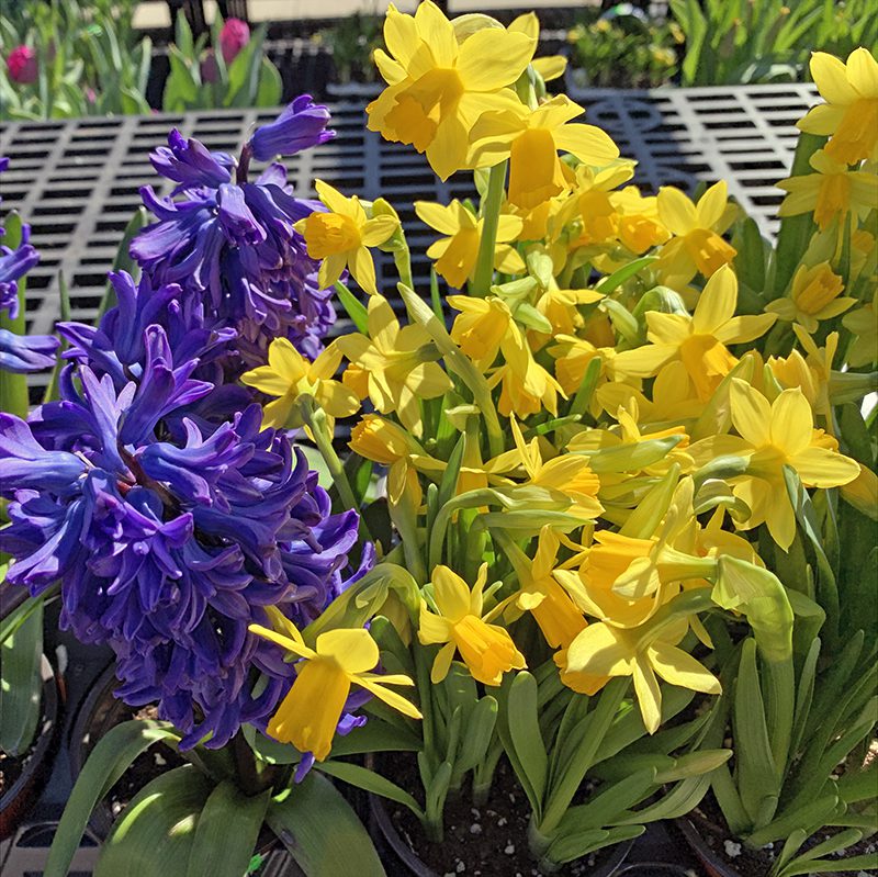 Spring flowering bulbs are planted in the fall, but Hyannis Country Garden always has flowering and ready-to-flower bulbs in pots for those who want spring color instantly.