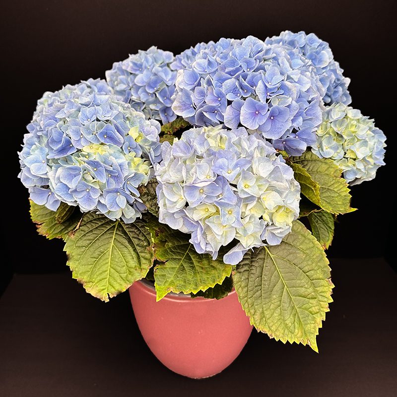 HI River blue Hydrangeas are the same plant as the pink, but these were grown in acidic soil. Since these are a reblooming (aka remontant) variety, clipping off the wilted flowers once the plant has finished blooming will make it look better and help stimulate more flowering.