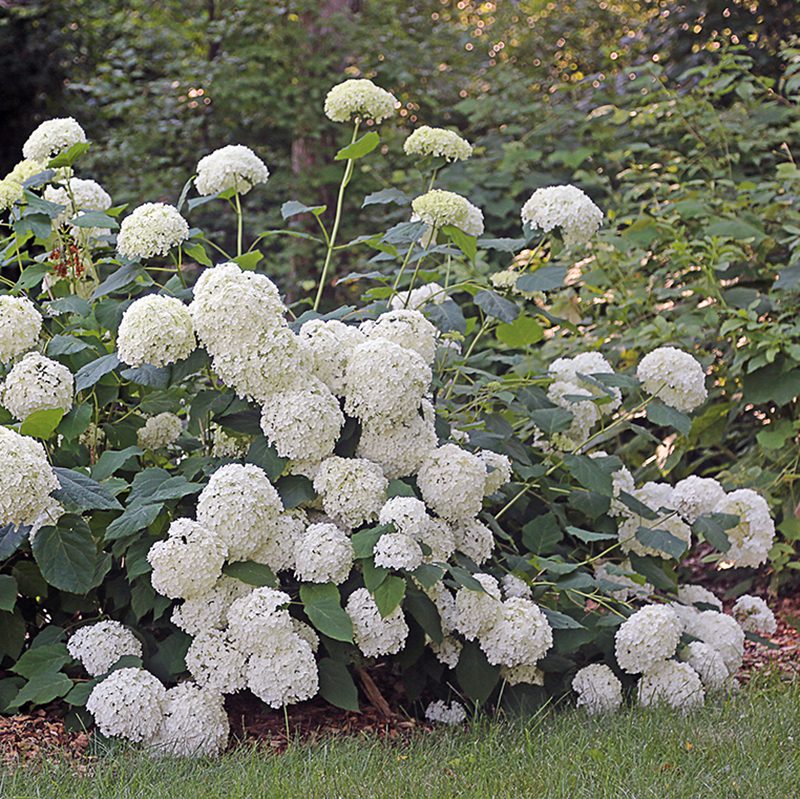 annabelle arborescens