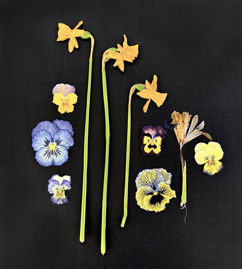 You could make an arrangement that looks similar to old, botanical illustrations, place the flowers in a round mandala, or a create a picture of a flower garden.  In addition to pressing many flowers flat, be sure to do some with their stems still on.