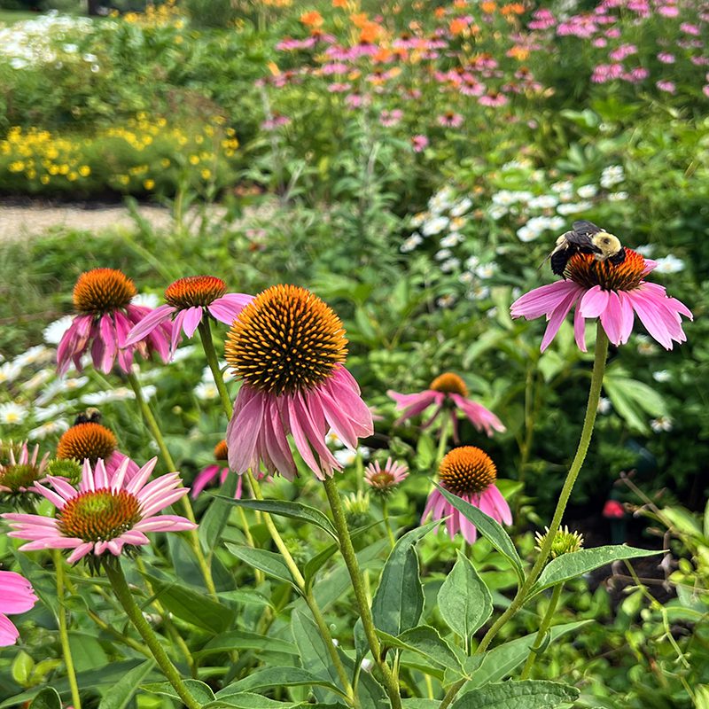 Echinacea, aka purple coneflower, is a native perennial that does well in sunny gardens. Early in the summer deadhead the spent flowers to promote more blooming, but toward the end of the season it's good to leave them for the birds to eat the seeds.