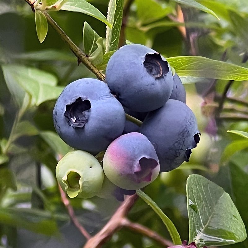 Blueberries ripen from early July into September, depending on the variety.