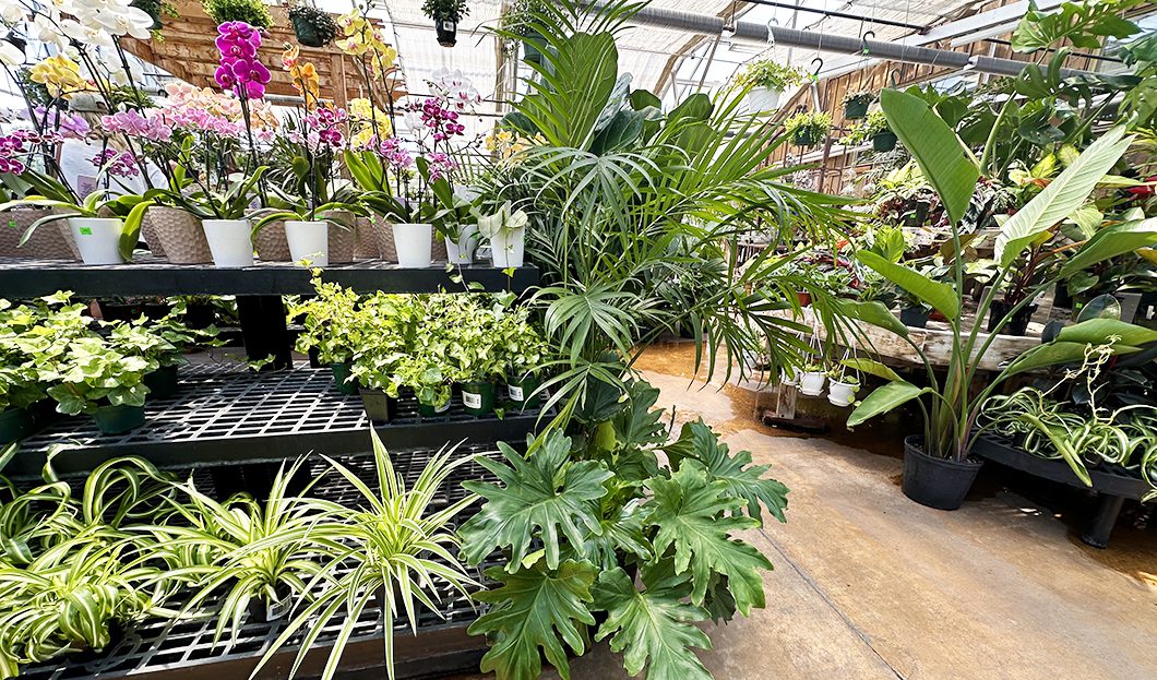 hyannis_country_garden_houseplants hyannis_country_garden_houseplants
