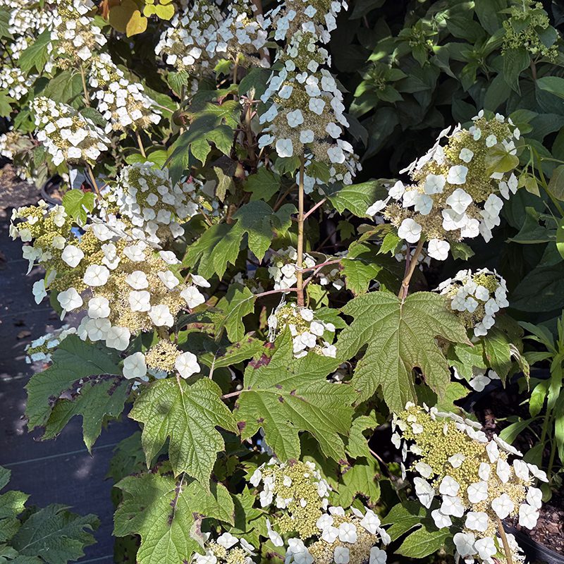 Q & A From Hydrangea Joy Happy Hour Hyannis Country Garden